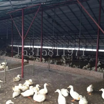 养殖大棚 畜牧温室保温棚 养殖大棚建造 大棚骨架