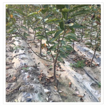 矮化樱桃树苗根系好丰产稳丰樱桃树苗可现挖现卖量大优惠樱桃树苗