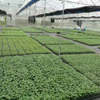 育苗温室/育苗大棚造价/蔬菜育苗大棚
