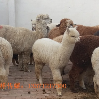 萌宠出租动物展览萌宠租赁