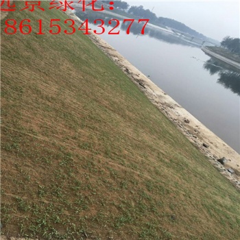 植物纤维毯护坡 植生毯矿山复绿 生态袋铺设标准 植生毯质量好