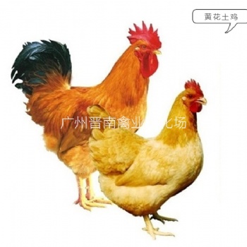 广州本地批发黄花公鸡品种介绍 黄4黄3土鸡简介 今日优质土3土4鸡苗价格走势