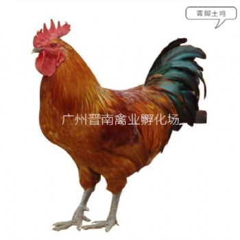 优质本地快大青脚土鸡苗 今日**笨公鸡苗价格展示图片