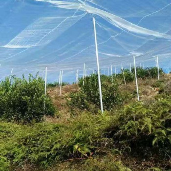 全新料的脐橙网批发结实的丝网加宽的果树网批发定做纱网