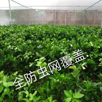 全新料的丝网加宽的果树网使用的加宽的纱网杨梅