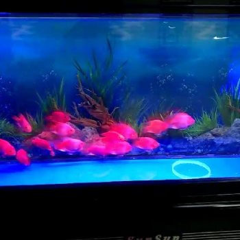 济南高新区丁豪广场清洗鱼缸