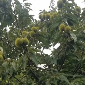 板栗苗，嫁接板栗苗，油板栗苗，大红袍板栗苗，毛板栗苗