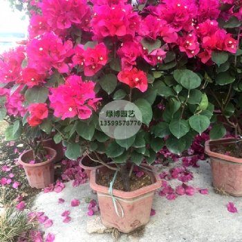 同安红三角梅小盆苗高度60cm新价格农户价格