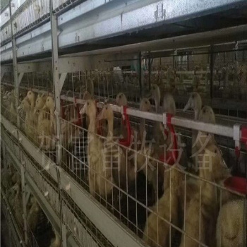 德州贺富肉鸭笼养设备