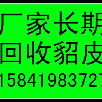 通辽收貂皮的通辽回收貂皮的通辽收购貂皮的
