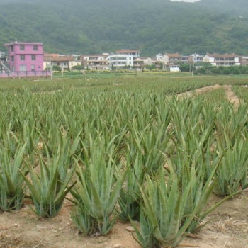 供应美国库拉索芦荟种苗小棵绿植盆栽防辐射