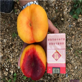 蟠桃树苗新品种介绍 蟠桃树苗价格