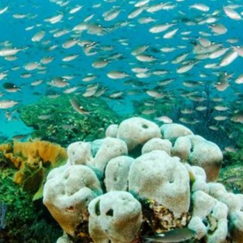 SAG中检联提供海洋生物体质量检测海洋监测第三方检测机构