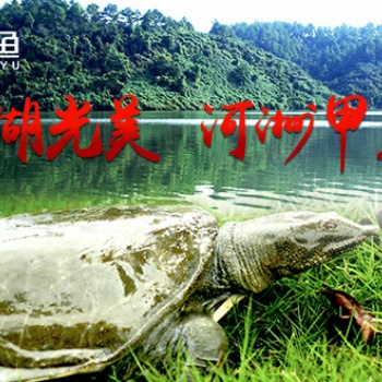衡阳河洲甲鱼销售价格大全全网解说