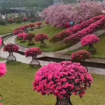 石榴小花瓶 家庭编制花卉园艺小品 阳台摆件 室内花卉 别墅绿化精品造型树