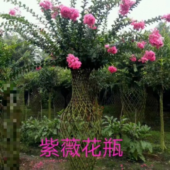 紫薇花瓶 紫薇造型 规格齐全 量大从优