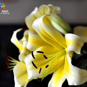 黄天霸百合鲜切花鲜花基地批发家居插花