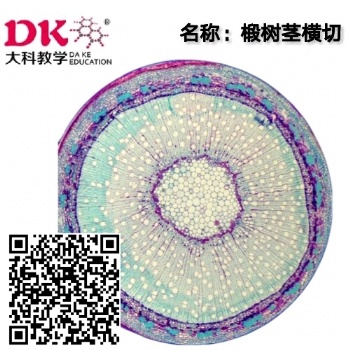椴树茎横切生物切片显微镜生物玻片河南大科