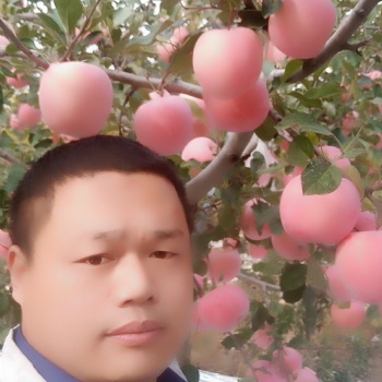 红肉苹果苗，鲁丽苹果苗，黄金维纳斯苹果苗，响富苹果苗