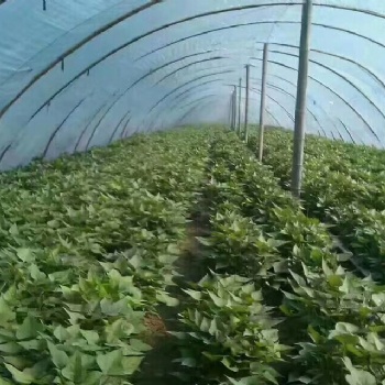 供应高淀粉美国9408红薯苗