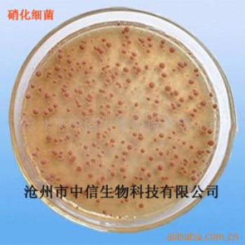 硝化细菌/降解亚硝酸盐、氨、氮/添加剂
