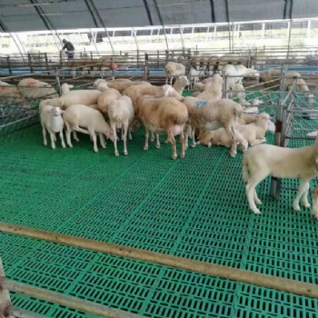 不伤羊蹄塑料羊粪板养羊漏粪板塑料羊铺板网床