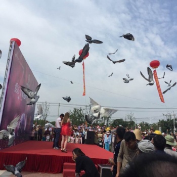 南京和平鸽放飞出租 开幕闭幕式和平鸽放飞出租 彩鸽放飞出租 鸽子放飞出租