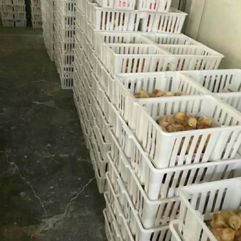 厂家现货四格带隔断鸡苗箱塑料鸡苗筐鸡苗鸭苗周转箱图片