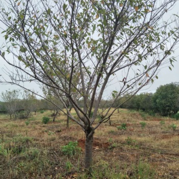 樱花生产基地｜樱花苗圃｜樱花供应｜樱花批发