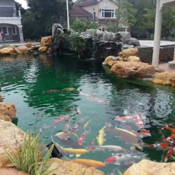 天然黄蜡石、黄蜡石原石石、庭院鱼池围边置景、乌龟晒台造景石