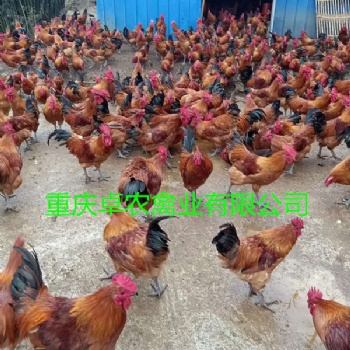 忠县红瑶土鸡苗批发价格 石柱红羽土鸡苗养殖条件好