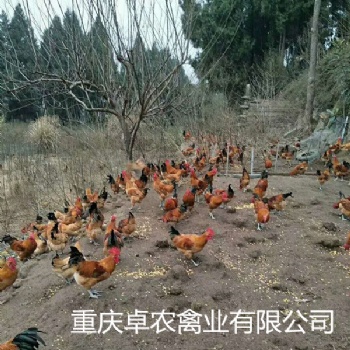 南充养殖红羽青脚土鸡苗市场 求购南充周边红羽鸡苗厂家电话