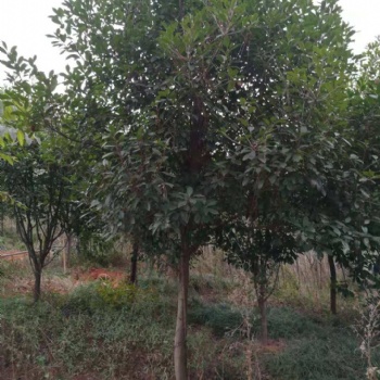 出售9-12公分红叶石楠，1.7米分枝红叶石楠。江西红叶石楠基地