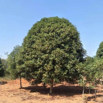 出售P200-350桂花，3米公分桂花树，江西桂花基地