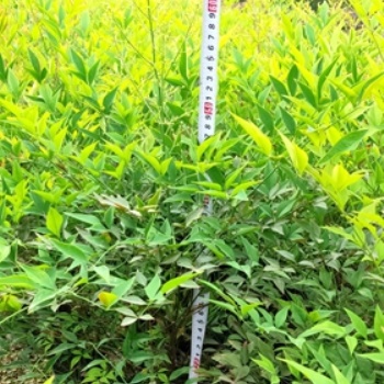 成都南天竹基地_批发南天竹_价格_成都苗木_名川园艺场