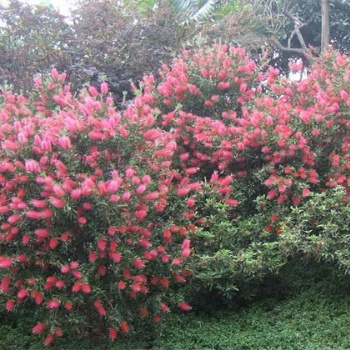 供应桃金娘苗和山捻子苗示范场 广西山竹树与稔子树产地
