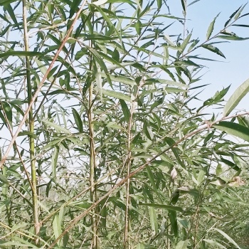 速生竹柳 竹柳苗 截杆苗竹柳段