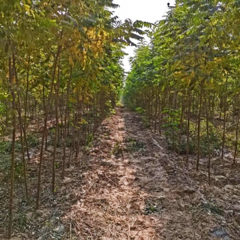 大量出售1-4公分速生刺槐 截杆苗 容器苗
