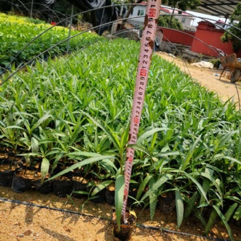 翠花芦莉耐寒室外露天 多年生宿根庭院 别墅盆栽地栽好养花卉