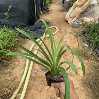大花宣草盆栽宿根花卉 耐热水生植物 量大从优