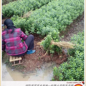 湖南金丝桃.浏阳金丝桃苗木基地找张总
