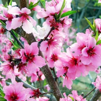 长沙春游、踏青、植树赏花就来胖仔农庄一日游