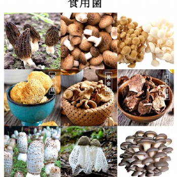 食用菌烘干机羊肚菌烘干机野生菌烘干机