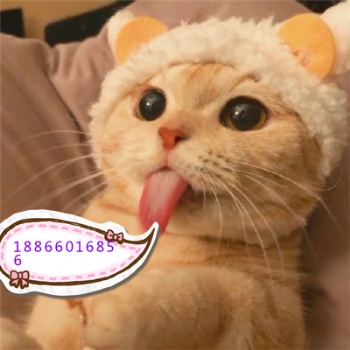 豆腐猫砂粘合剂植物胶粉厂家销售