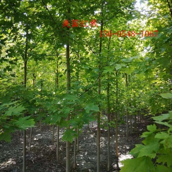 基地丛生红点红枫6米、7米丛生红点红枫8米丛生红枫
