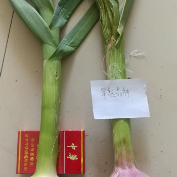 大蒜增产好产品，蒜根福，用三遍增产明显看的见