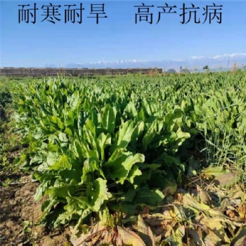 食叶草种子产量高达15吨，播种当月就能收割，一次播种可稳定高产25年