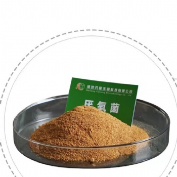 潍坊凡星生物生化池菌剂-厌氧菌