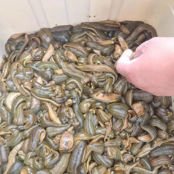 水蛭/蚂蟥鲜货干货半干