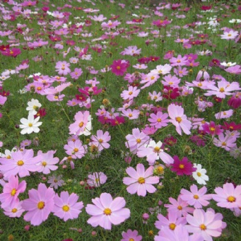 广西波斯菊种子打造花?；ɑ芨裆；ɑて鹿掏帘咂侣袒ㄖ峙? /></a></div>
	<div   id=